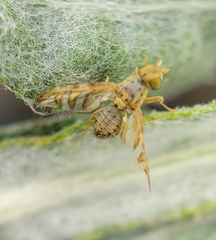 Chaetorellia succinea