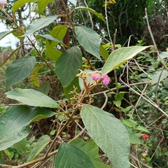Callicarpa tomentosa