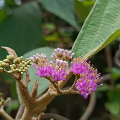 Callicarpa tomentosa