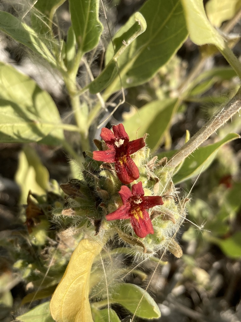 Petalidium setosum