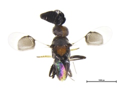 Cryptanusia aureiscutellum