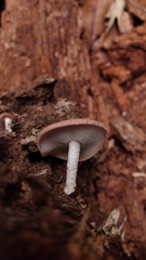 Lentinula boryana