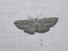 Euphronarcha leptodesma