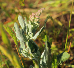 Extriplex joaquinana