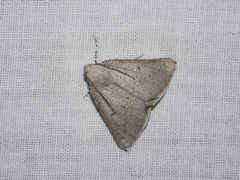 Cassythaphaga petrochroa