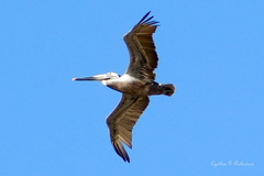Pelecanus occidentalis