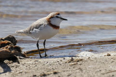 Charadrius pallidus pallidus
