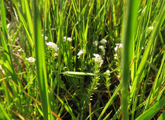 Plagiobothrys stipitatus