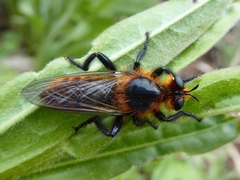 Laphria asackeni
