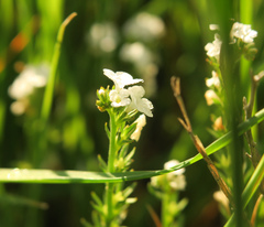 Plagiobothrys stipitatus