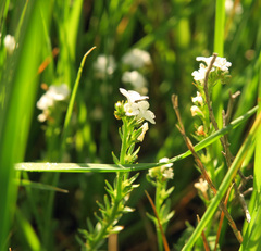 Plagiobothrys stipitatus