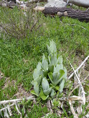 Veratrum californicum