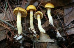 Cortinarius alboluteus