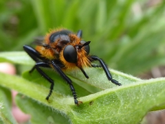 Laphria asackeni