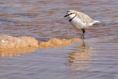Charadrius pallidus