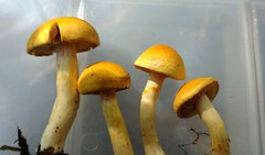 Cortinarius alboluteus