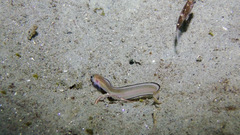 Ophidiidae
