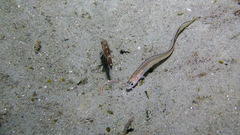 Ophidiidae