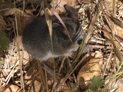 Peromyscus gambelii