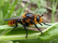 Laphria asackeni