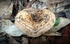 Lactarius romagnesii
