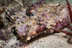 Thysanophrys cirronasus