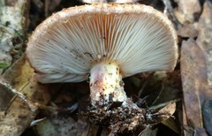 Lactarius romagnesii