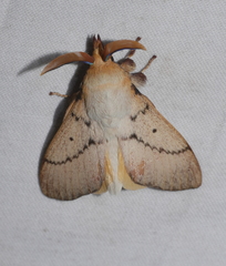 Entometa chlorosacca