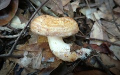 Lactarius romagnesii