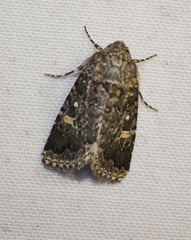 Proteuxoa coelenoptera