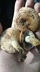 Lactarius romagnesii