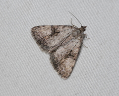 Dichromodes anelictis