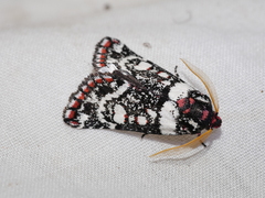 Cremnophora angasii