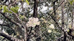 Ehretia longiflora