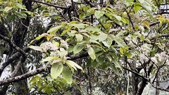 Ehretia longiflora