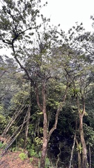 Ehretia longiflora