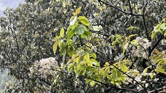 Ehretia longiflora