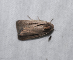Thoracolopha acontoura