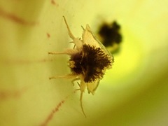 Exyra semicrocea