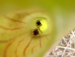 Exyra semicrocea