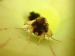Exyra semicrocea