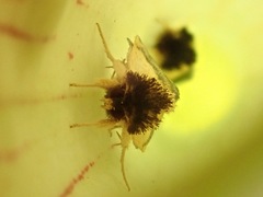 Exyra semicrocea