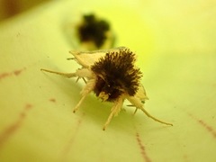 Exyra semicrocea