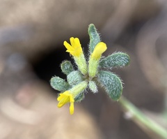 Acmispon micranthus