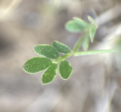 Acmispon micranthus
