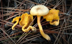 Parvocantharellus