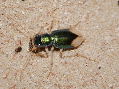 Pseudotetracha australis