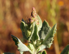 Extriplex joaquinana