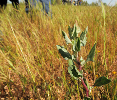 Extriplex joaquinana