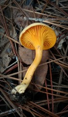 Parvocantharellus